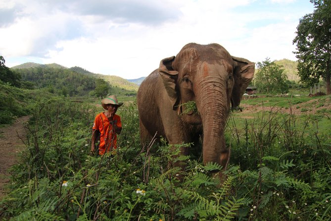 A stunning 11 Day Tuk Tuk Adventure in Northern Thailand - with driver - Why this tuk tuk trip feels different