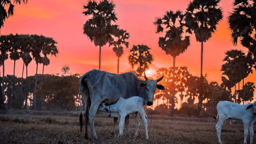 Authentic Siem Reap: Tuk Tuk Countryside and Sunset Tour - Baskets, household objects, and spirit houses