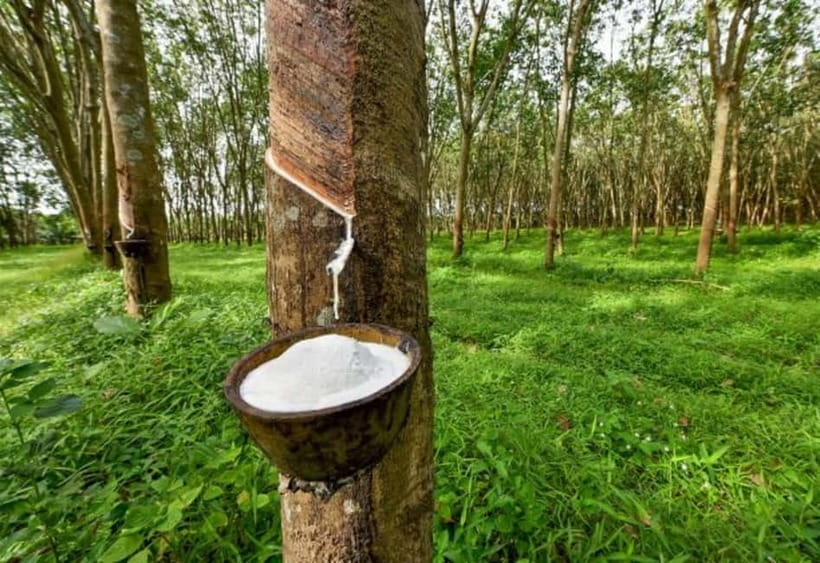 Ella: Tuk Tuk Tour to Diyaluma and Secret Waterfalls - Koslanda Rubber Plantation and the Work Behind the Trees