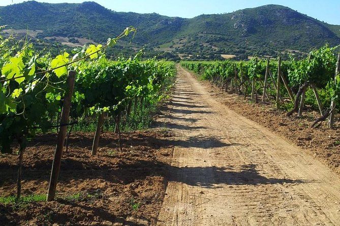 Exclusive Private Tuk-Tuk Tour: Visit to a Sardinian Winery - The tuk-tuk ride and its practical limits