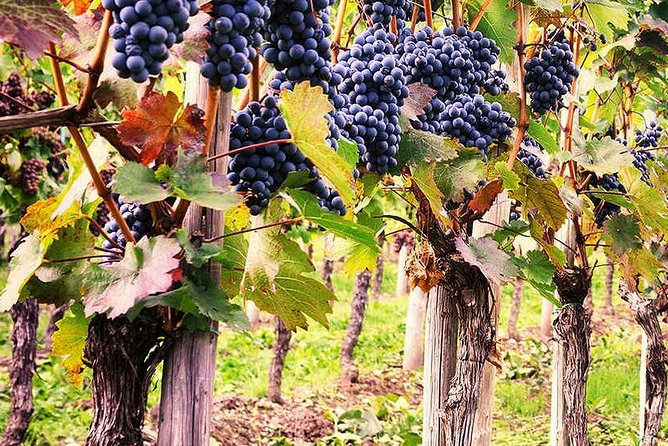 Exclusive Private Tuk-Tuk Tour: Visit to a Sardinian Winery - Inside the cellar and barrel rooms