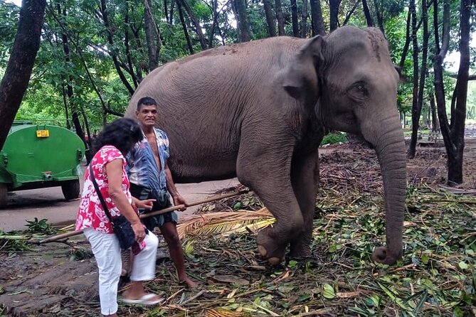 Explore Colombo by Tuk Tuk Morning & evening (Private Tours) - Why this private Colombo tour works well