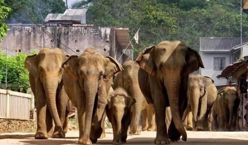 From Kandy: Kandy To Pinnawala Day Tour by Tuk Tuk - Key points to know before booking