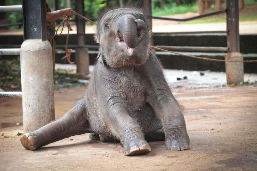 From Kandy: Kandy To Pinnawala Day Tour by Tuk Tuk - Pinnawala Elephant Orphanage and the day’s main decision