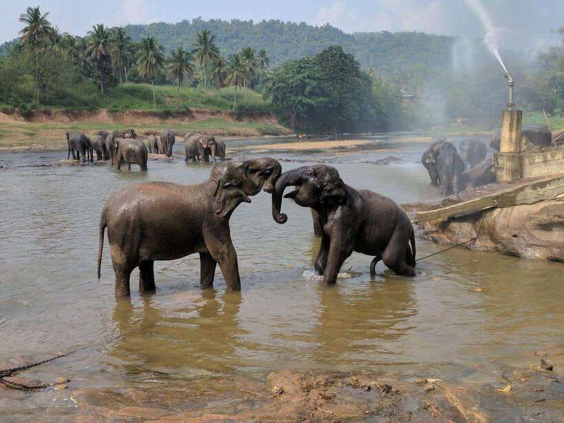 From Kandy: Kandy To Pinnawala Day Tour by Tuk Tuk - Who should book this Kandy day trip
