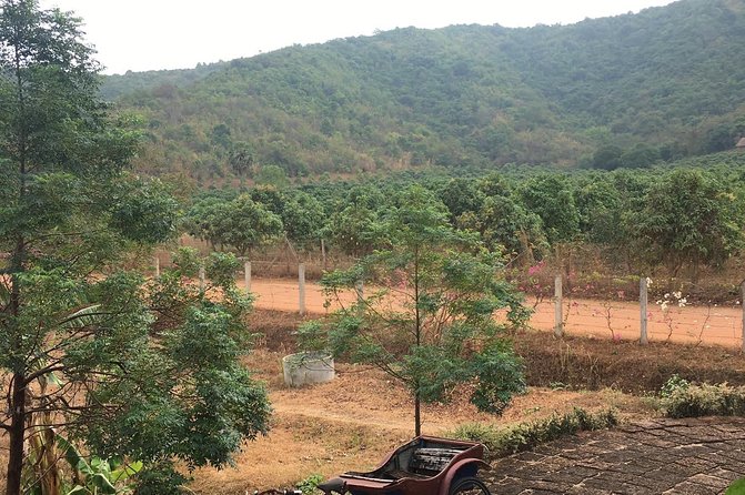 Full-Day Kampot & Kep with a local Tuk Tuk Tours - La Plantation: Seeing how Kampot pepper reaches the table