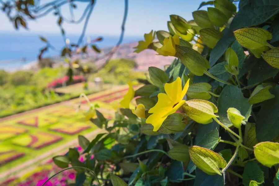 Funchal: Botanical Garden and Old Town Private Tuk-Tuk Tour - Who should book this Funchal tour?