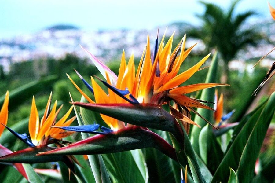 Funchal: Madeira Botanical Garden Tuk-Tuk Tour + Old Town - The return route through the Farmers’ Market and Zona Velha