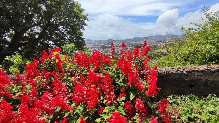 Funchal: Madeira Botanical Garden Tuk-Tuk Tour + Old Town - Practical tips for a smoother visit