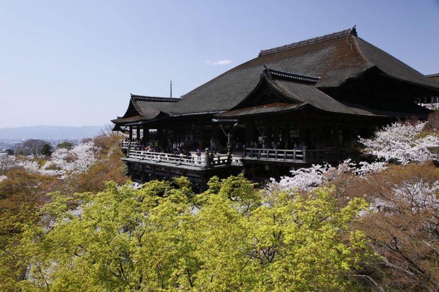 Higashiyama | Kyoto: Sakura Season Private Rickshaw Tour - What the Cherry Blossom Timing Really Means