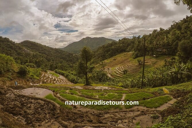 Kandy City Tour in a TukTuk - Kandy Spice Walk: aromas, herbs, and traditional remedies