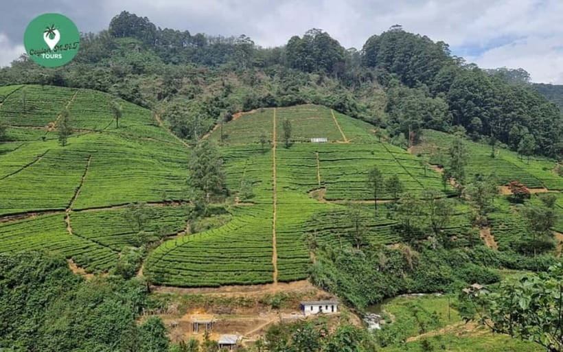Kandy: Nuwara Eliya Day Explore by Tuk tuk with Local Guide - Food, weather, and what to bring