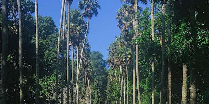 Kandy: Private Guided City Tours by Tuk Tuk Sightseeing Tour - Kandy woodcraft and the shopping question