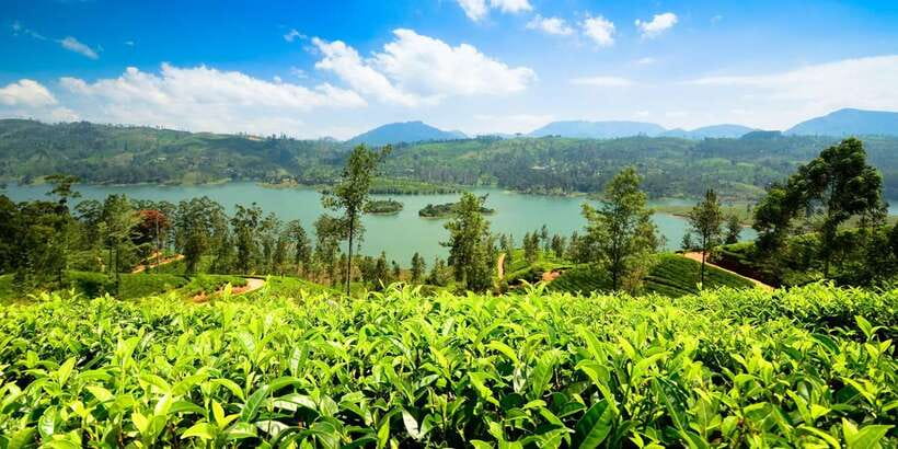 Kandy To Nuwara Eliya Day Tour By Tuk Tuk Sri lanka - Touring a Ceylon tea factory