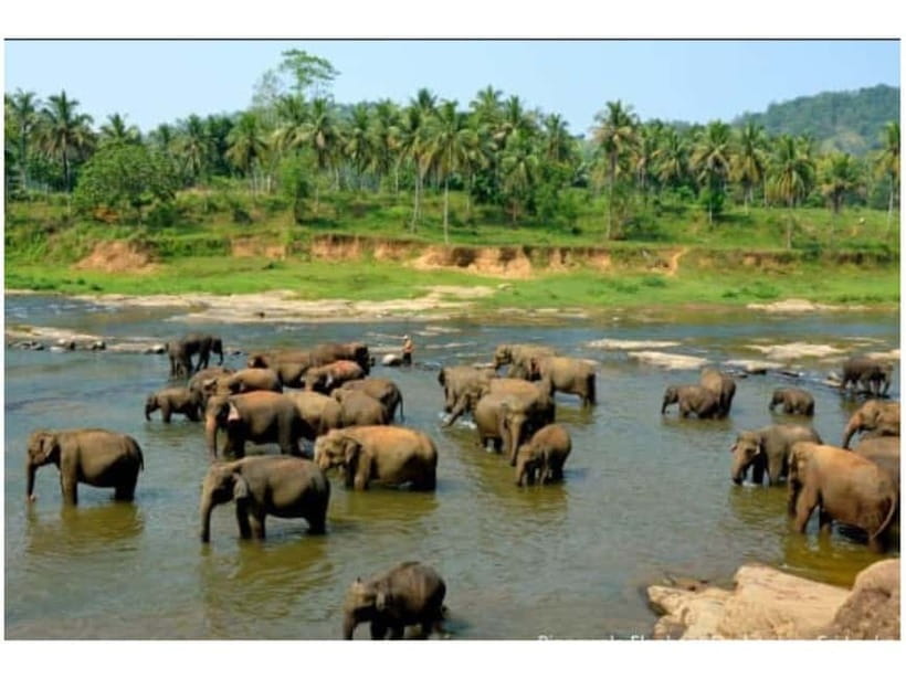 Kandy to Pinnawala Day Tour By Local Tuk Tuk Expedition - Key points to know before you book