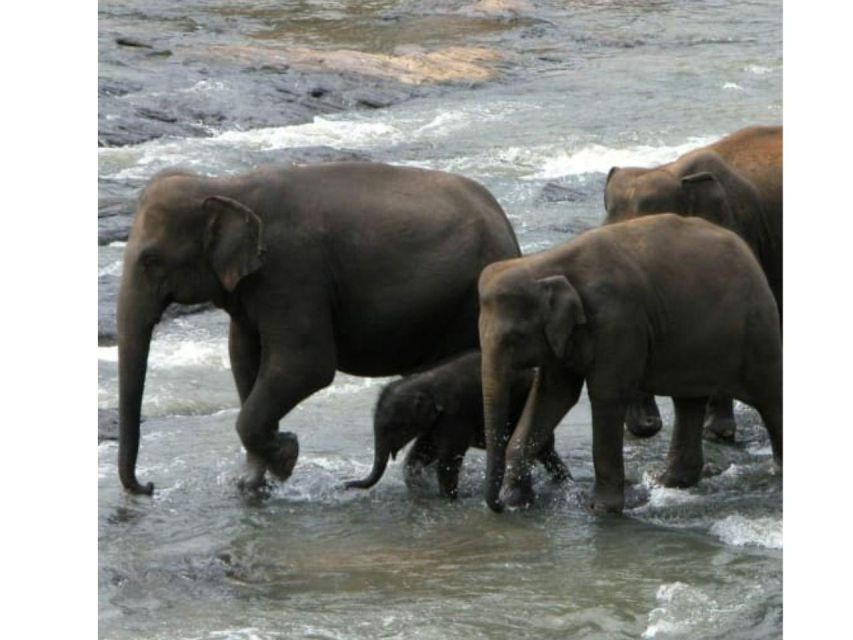 Kandy to Pinnawala Orphanage and Ambuluwawa TukTuk Day Tour - Who should book this Kandy day trip?