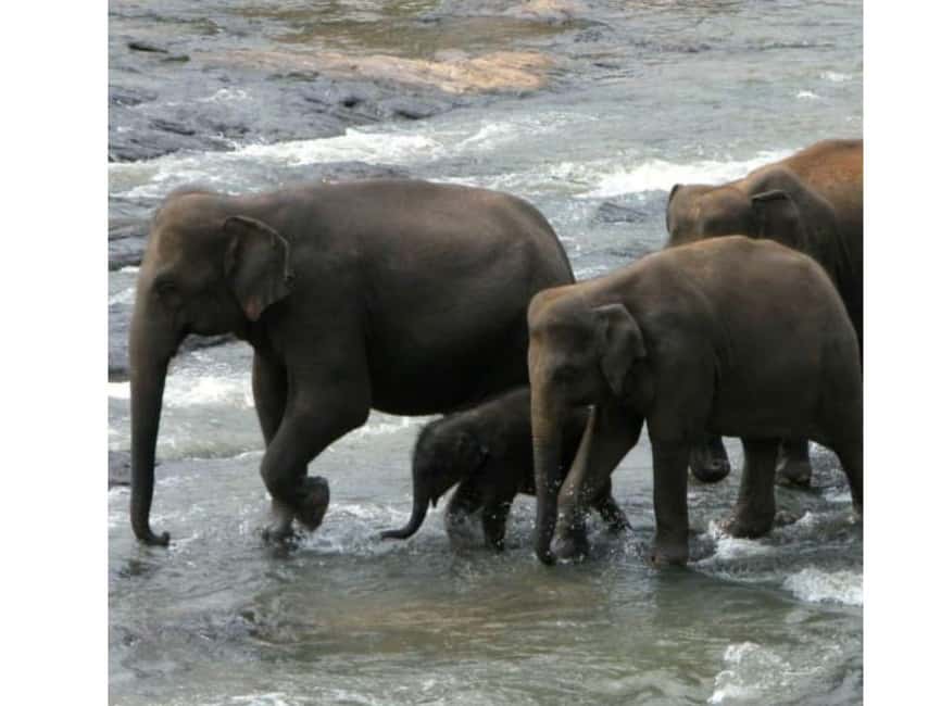 Kandy to Pinnawala Orphanage and Ambuluwawa TukTuk Day Tour - Tea, spice, and local craft stops