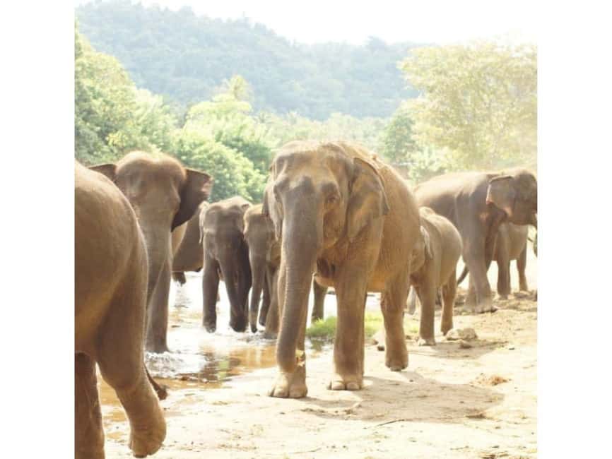 Kandy to Pinnawala Orphanage and Ambuluwawa TukTuk Day Tour - Temples, viewpoints, and Kandy’s cultural center