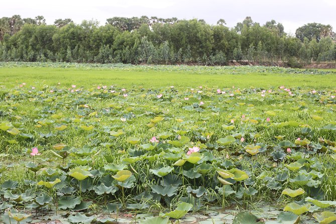 Killing Field & Paddy Rice Fields Tuk Tuk Adventure - What the guides add to the experience