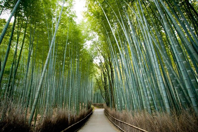 Kyoto Arashiyama Rickshaw Tour with Bamboo Forest - Walking to the most famous bamboo section