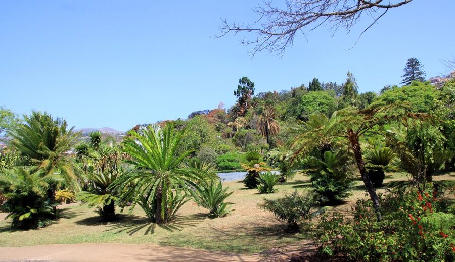 Madeira: Botanical Garden in a Tuk-Tuk Tour - A short ride with a lot packed into it