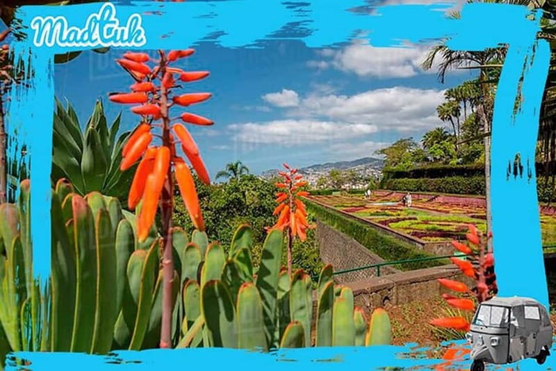 Madeira: Botanical Gardens + Old Town Tuk-Tuk Tour by MadTuk - Who will enjoy this outing most?