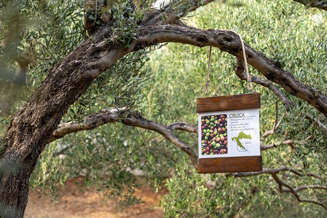 Makarska Tuk Tuk Tour Olive Grove, Scenic Views and Tastings - Is $58.47 a fair price?