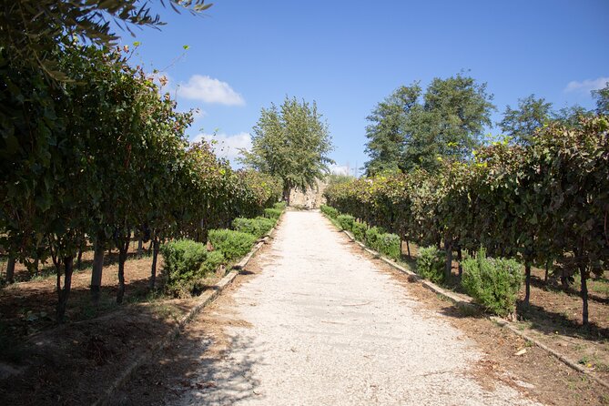 Naples Tuk Tuk Experience Views and Vineyards - Parco Virgiliano and Naples in one wide panorama