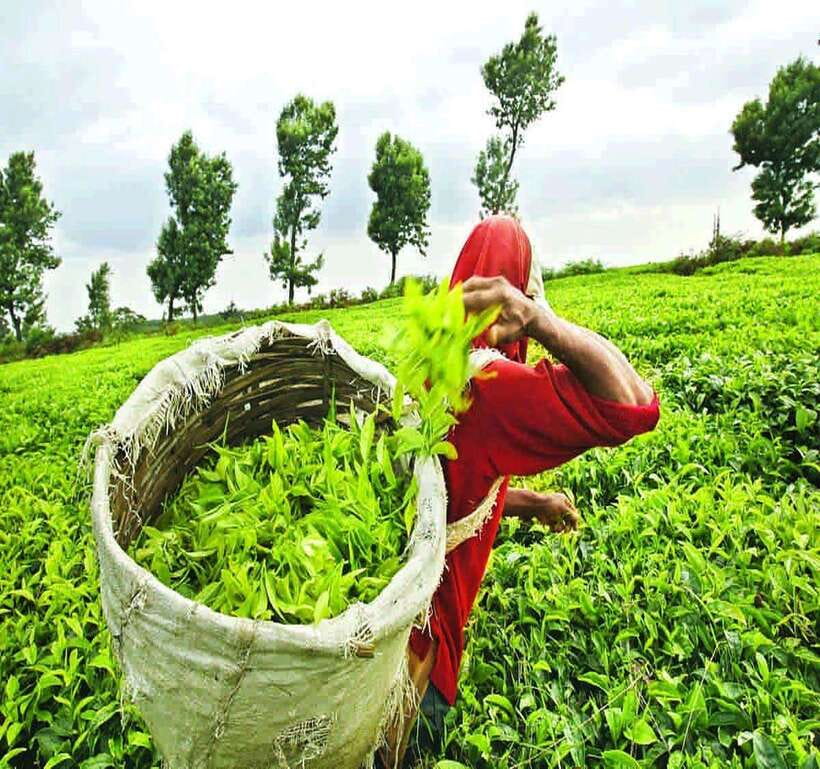 Nuwara Eliya: Tea Factory and Pickle Waterfalls Tuk Tuk Tour - Damro Labookellie: seeing how Ceylon tea is made