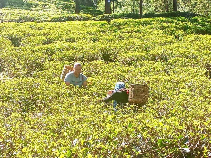 Nuwara Eliya: Tea Factory and Pickle Waterfalls Tuk Tuk Tour - Puna Falls brings a cooler, quieter finish