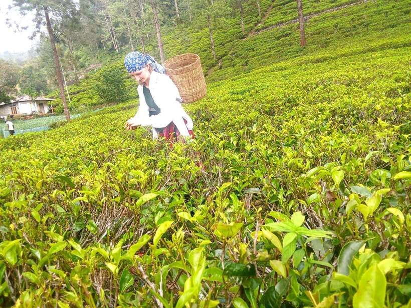 Nuwara Eliya: Tea Factory and Pickle Waterfalls Tuk Tuk Tour - The guide can shape the whole experience
