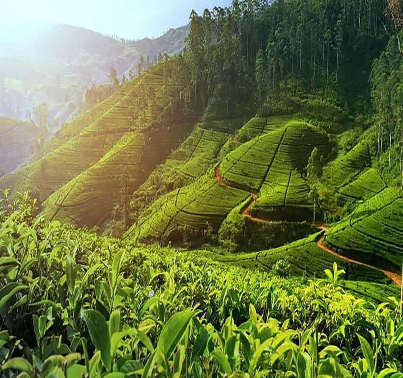Nuwara Eliya: Tea Factory and Pickle Waterfalls Tuk Tuk Tour - Starting in Nuwara Eliya by private tuk-tuk