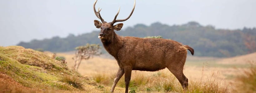 Nuwara Eliya to Horton Plains, Strawberry& Ambewela Farm TUK - Key points to know before booking
