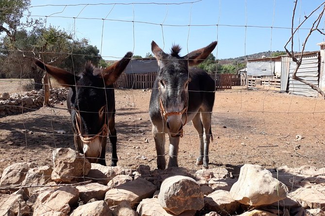 Private-Guided Tuk Tuk Country Side Tour - Fonte Grande and the year-round spring