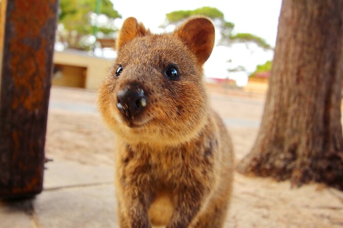 Rottnest Island 90-minute E-Rickshaw Adventure with Tour Guide - Bathurst Lighthouse and Pinkies Beach