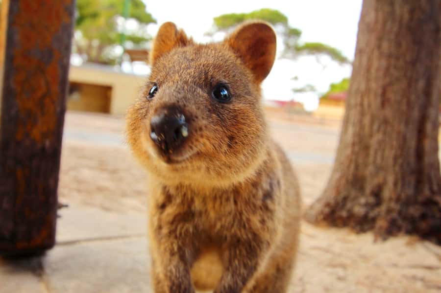 Rottnest Island - E-Rickshaw Tour with private guide - Why an e-rickshaw makes sense on Rottnest