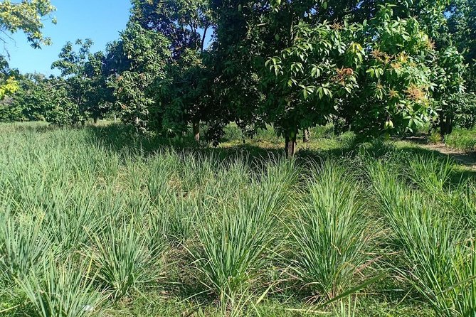 Silk Island & countryside of Phnom Penh by Tuk Tuk - Silk weaving in a small family workshop