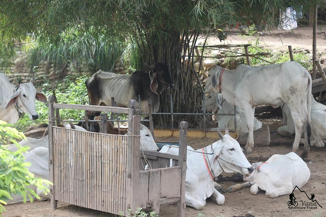 Silk Island & countryside of Phnom Penh by Tuk Tuk - Sedge mats, tofu skin, and bean curd