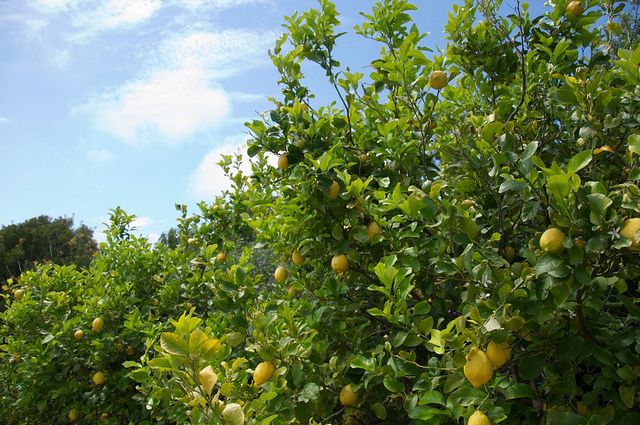 Sorrento farm by tuk tuk: pizza,limocello and cheese tasting - Six things to know before booking