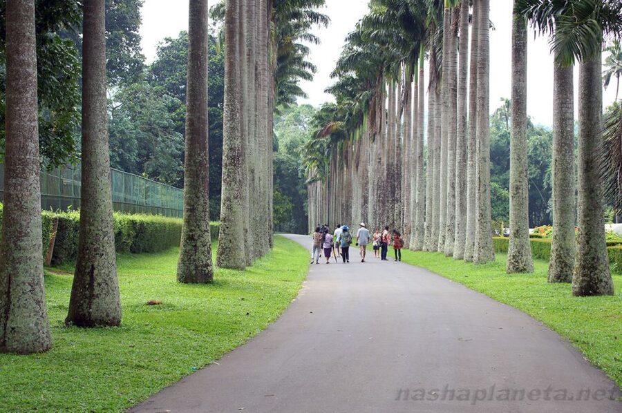 Three Temples Loop In Kandy Day Tour By Tuk Tuk - Cultural Dance And The Temple Of The Tooth
