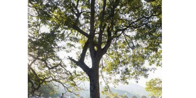 Tuk Tuk Kandy City Tour By Local Guide - Gadaladeniya Temple and the Royal Botanical Garden