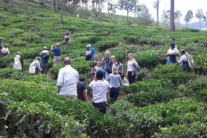 Tuk Tuk safari and Picnic in The Tea Plantation from Ella,Haputale & Bandarawela - What the $58 price gets you