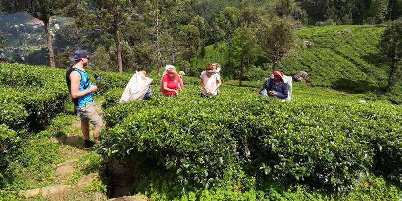 Tuk-Tuk Safari Liptons seat,Tea Fields Hike,TeaFactory Tour - Key points at a glance