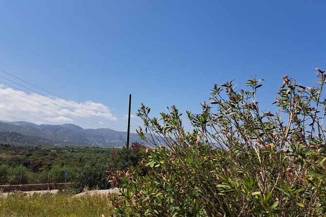 Tuk Tuk Sissi Ride 2 hours private tour - Olive trees connect the coast with Crete’s food culture